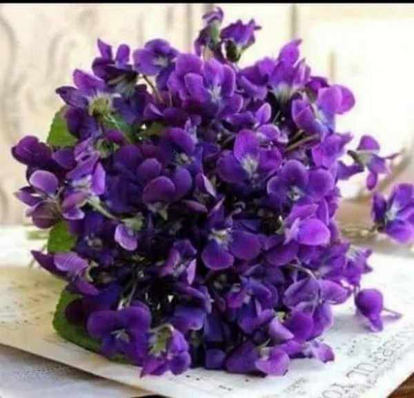 букет фиалки