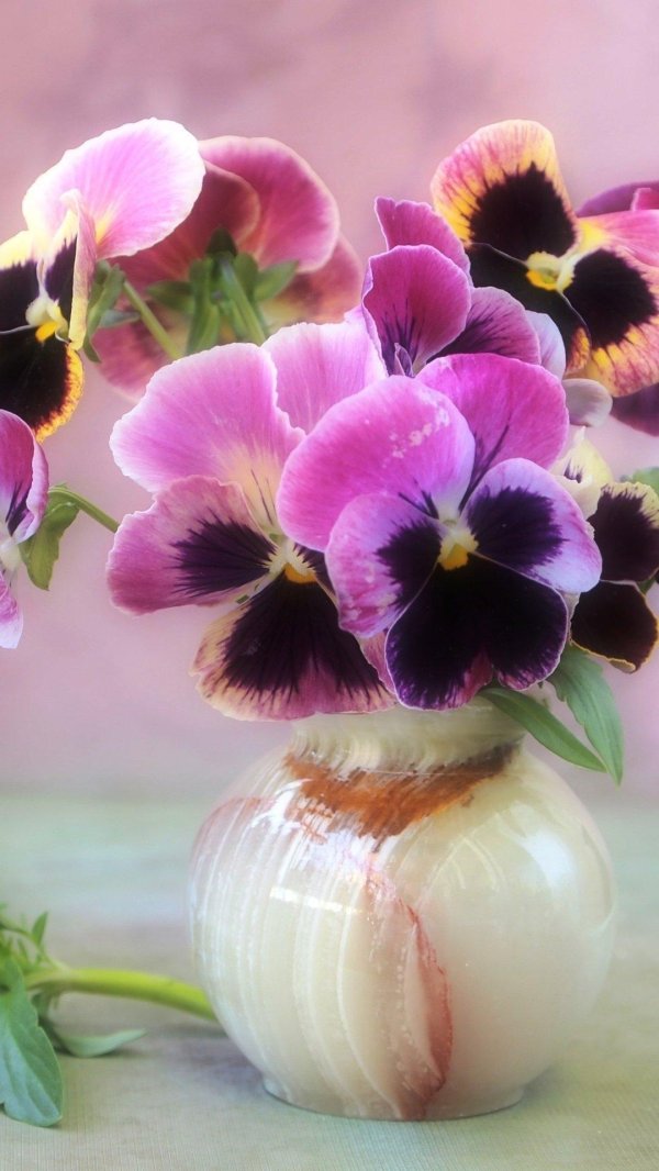 анютины глазки