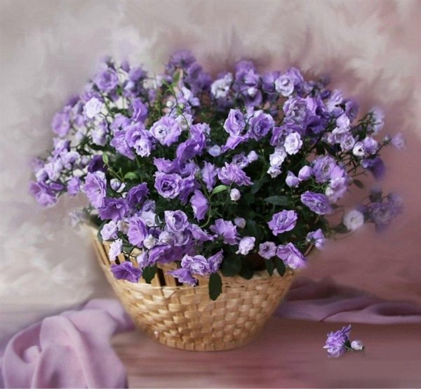 букет колокольчиков