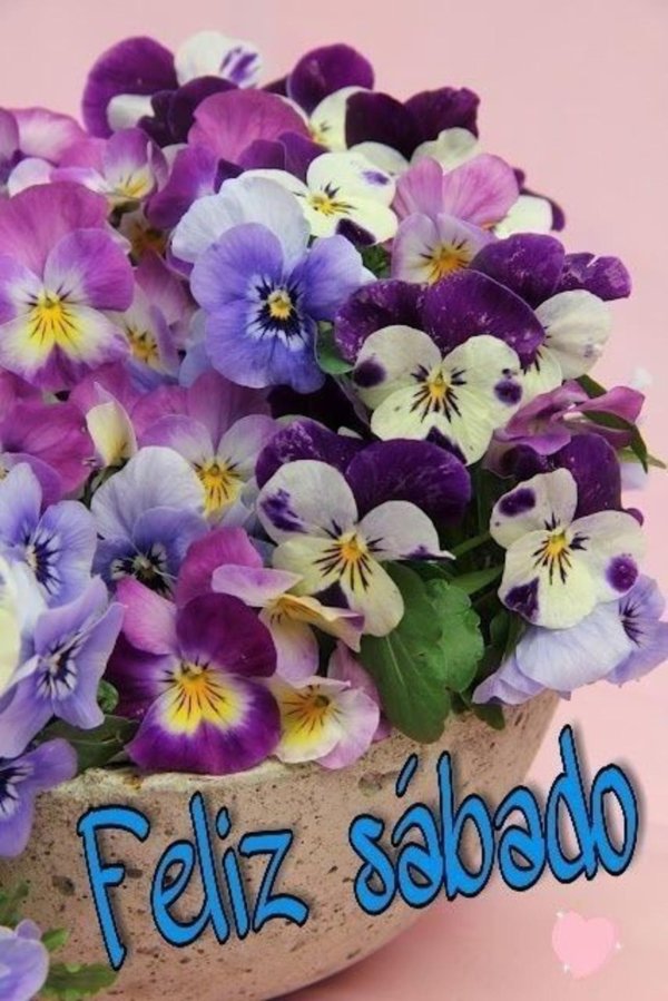 цветок фиалка