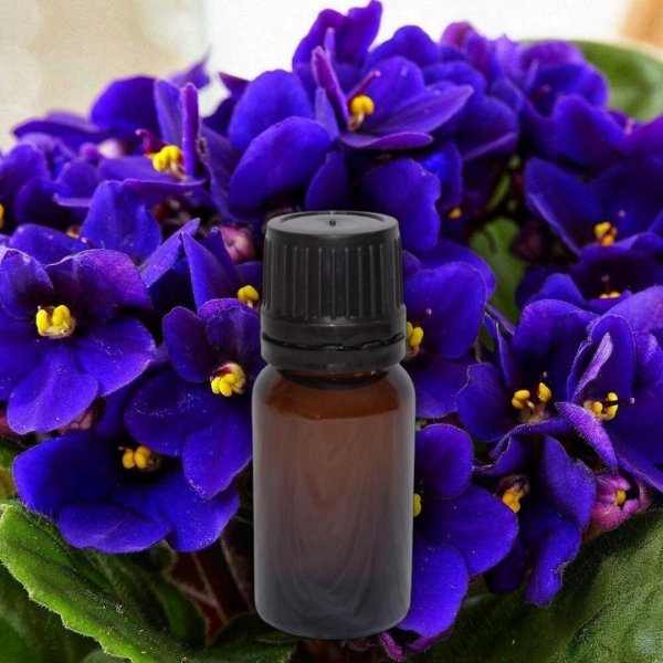 фиалка сенполия