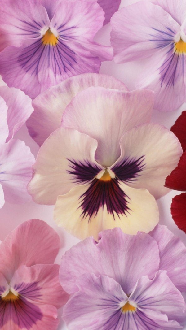 анютины глазки