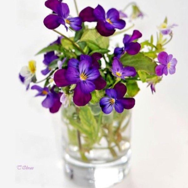 букет фиалки