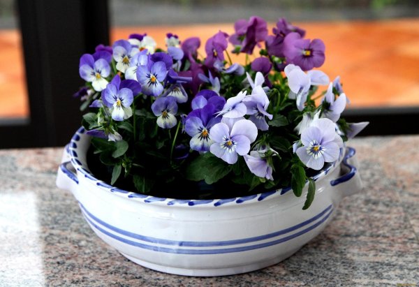 виола petit mix