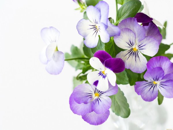 анютины глазки