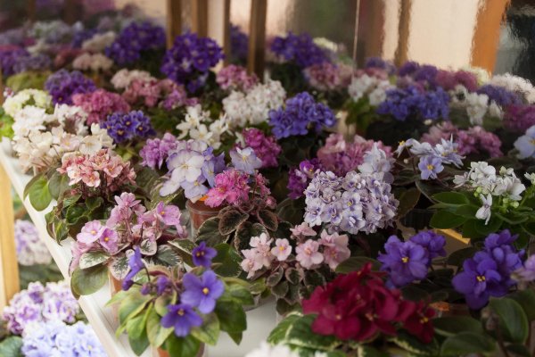 С цветами фиалка