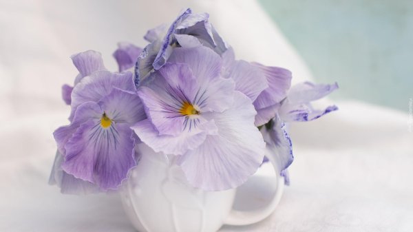 анютины глазки