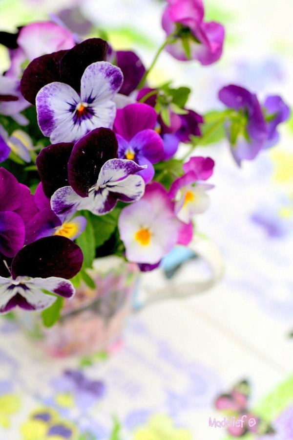 анютины глазки