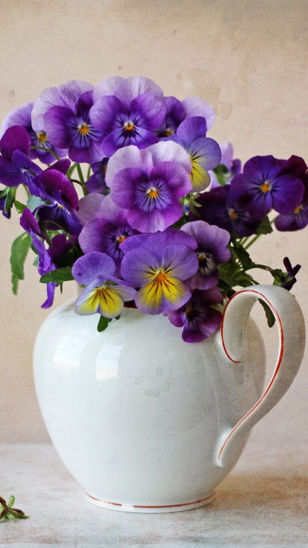 анютины глазки