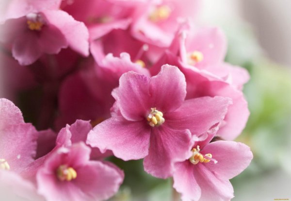 сенполия розовая