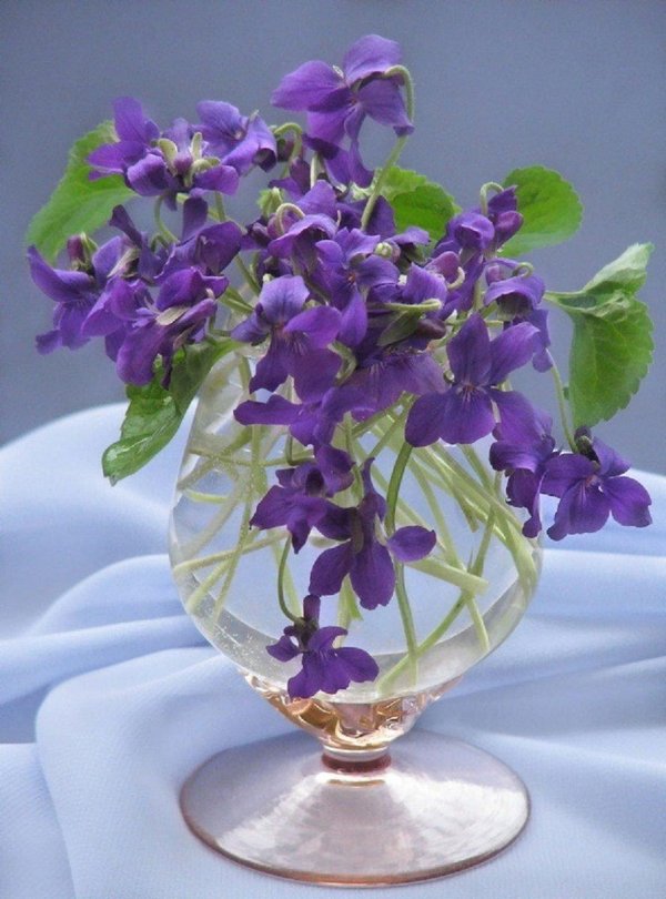 натюрморт фиалки