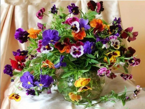 анютины глазки