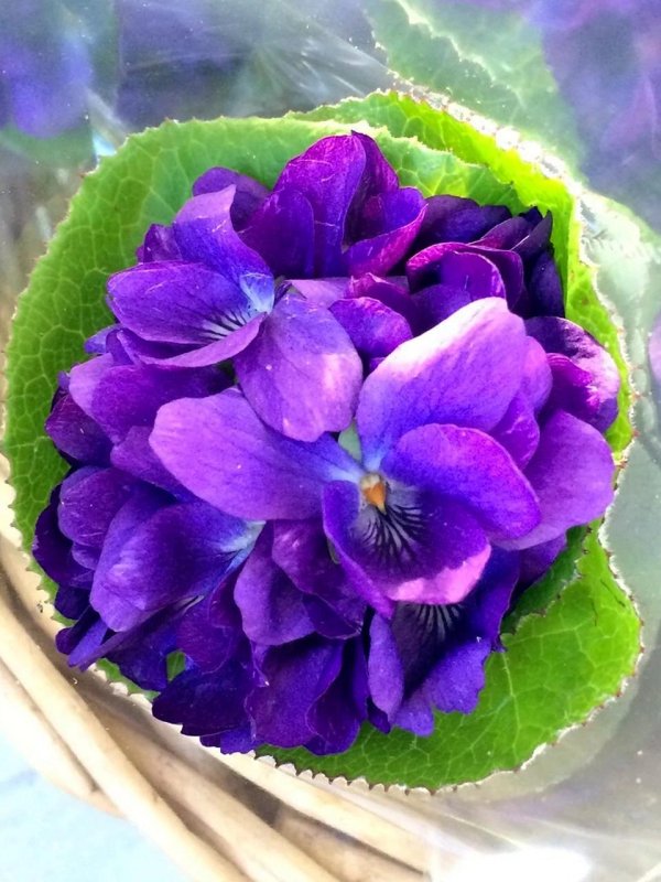 букет фиалки