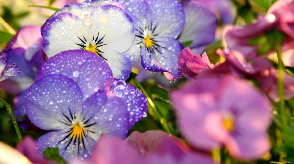 анютины глазки