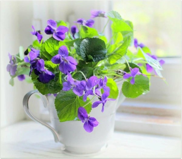 букет фиалки