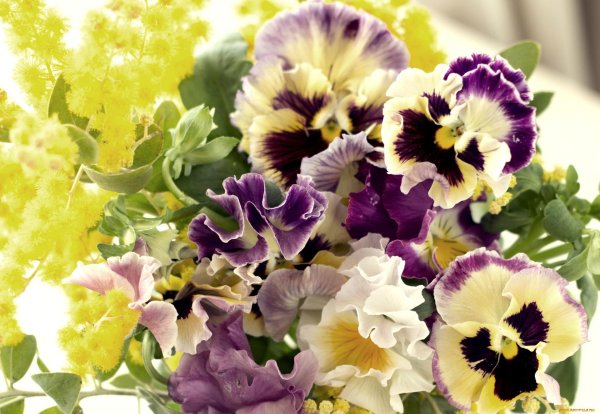 анютины глазки