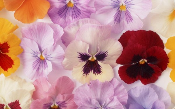 анютины глазки