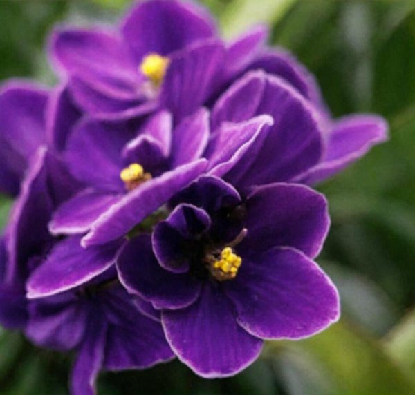 узамбарская сенполия