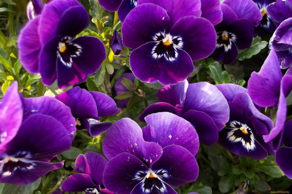 виола виттрока сиреневая