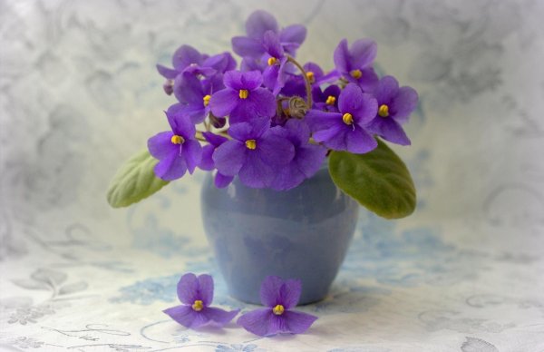 фиалка росинка