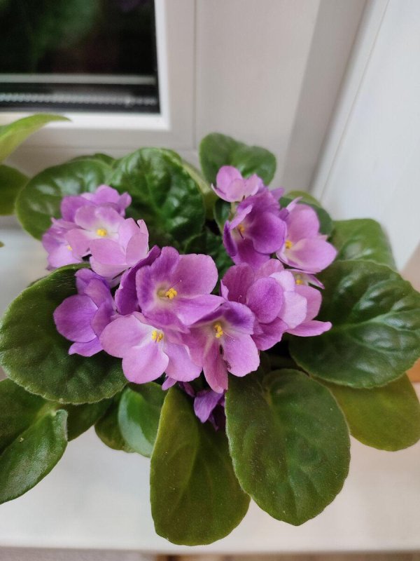 фиалка lavender rage