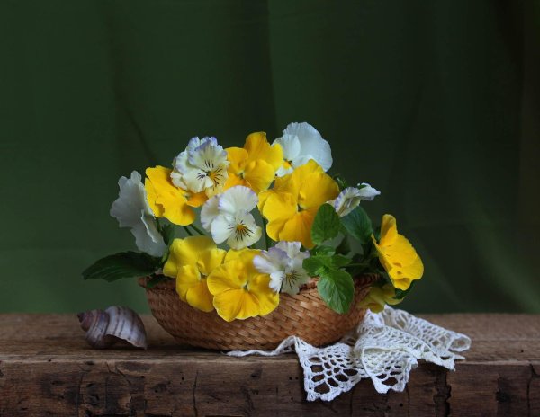 анютины глазки