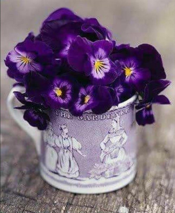 цветок фиалка