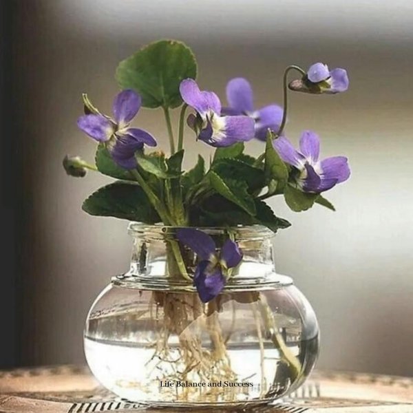 букет фиалки