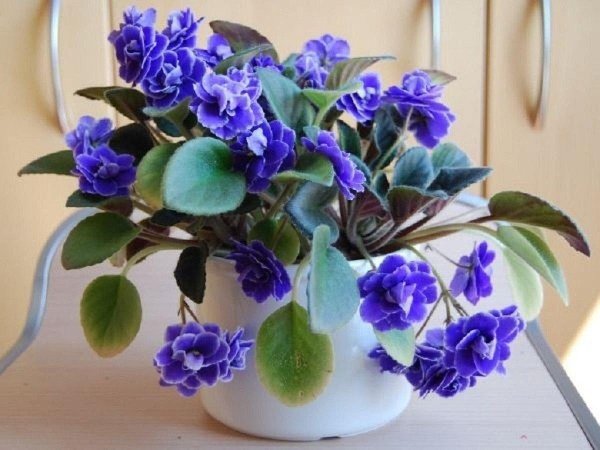 фиалка biscayne trail