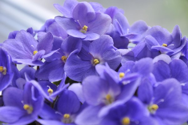 фиалка голубая оптимара манитоба