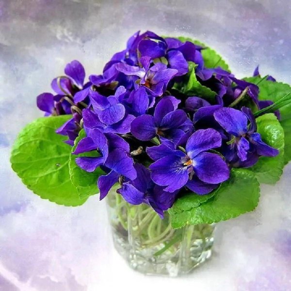 букет фиалки