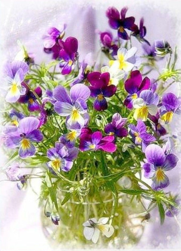 виола рогатая