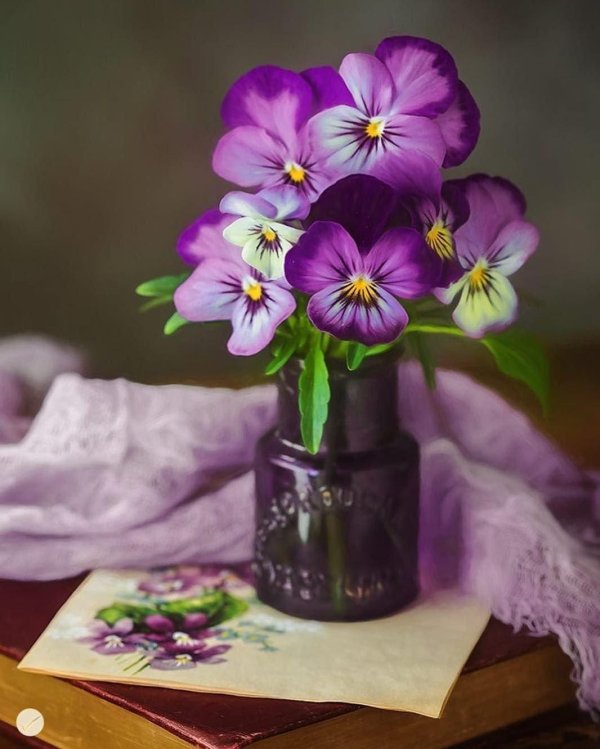 анютины глазки