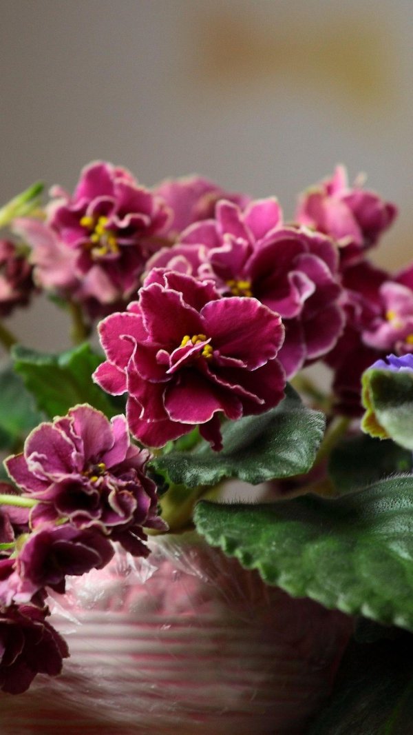 фиалка бордовая