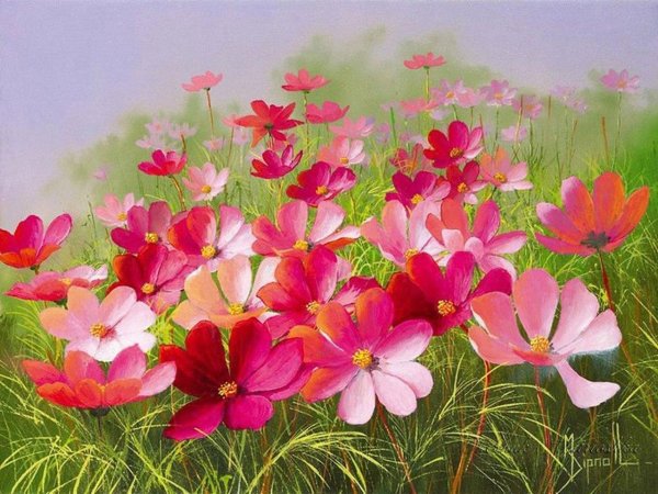 цветок космеи