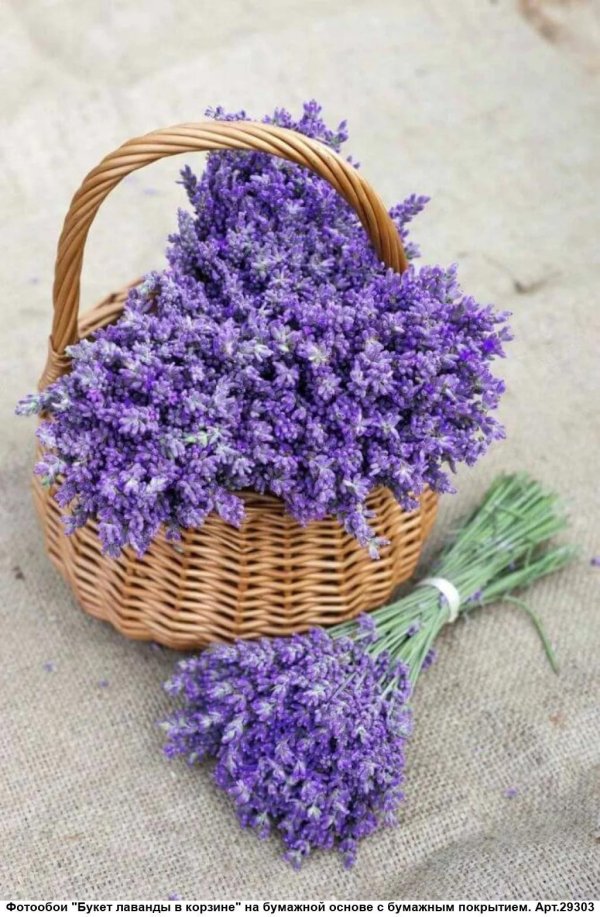 цветки лаванды