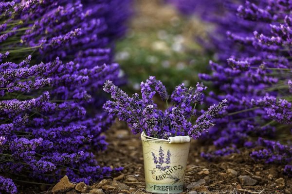 цветение лаванды