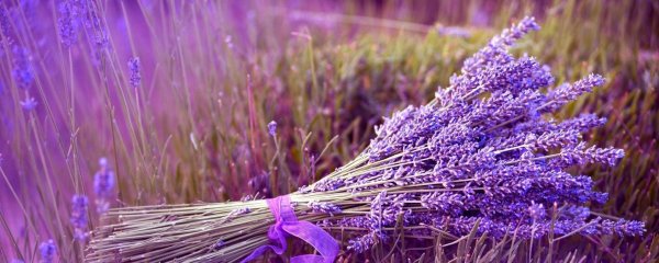 лавандовое поле