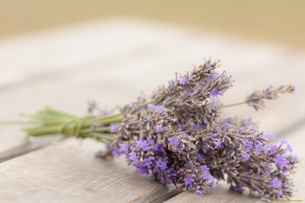 цветки лаванды