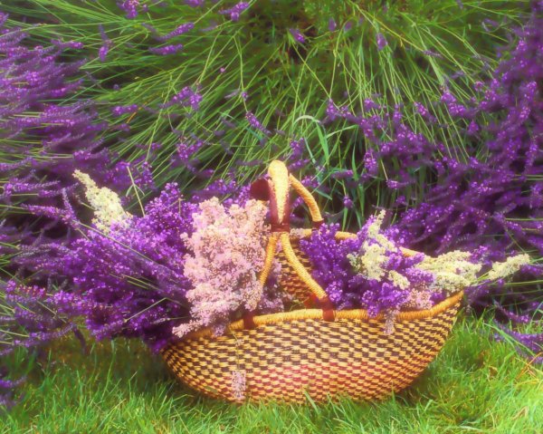 лавандовое поле