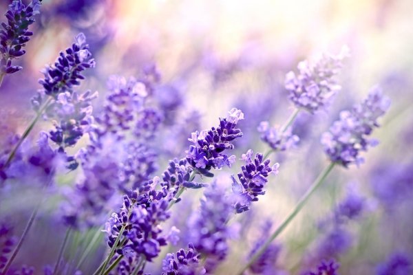 lavender flower