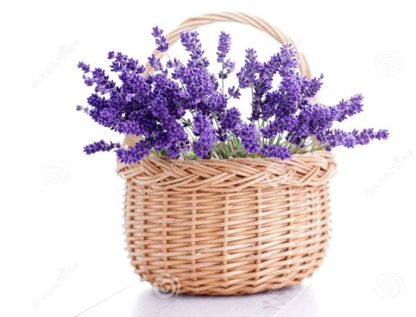 лаванда на прозрачном фоне