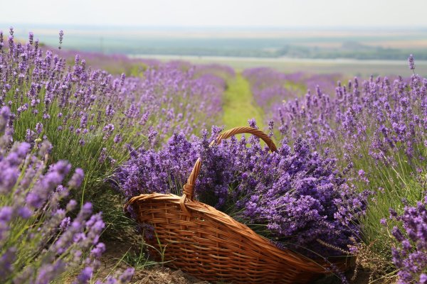 лавандовые поля в провансе