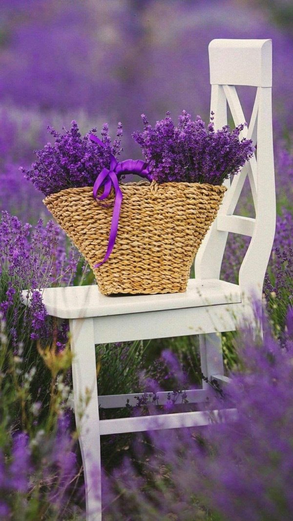 доброе утро с лавандой