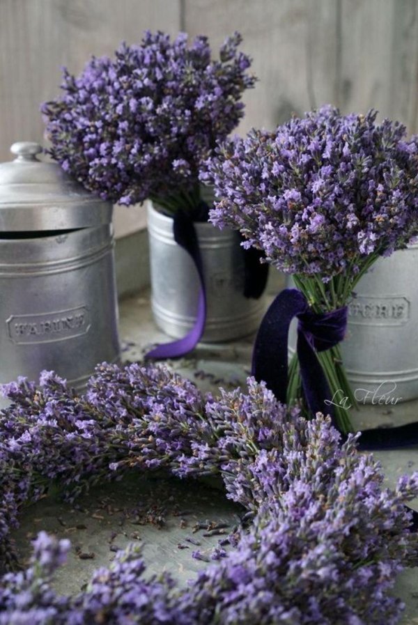 лавандовый сад