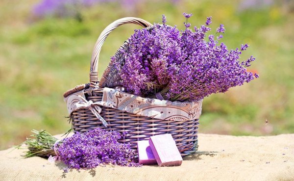 лаванда французская мирей