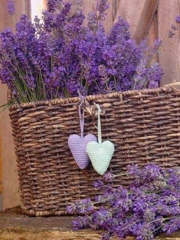 лаванда пинната