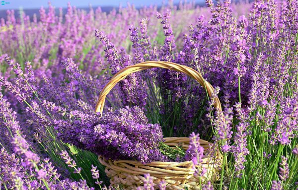 цветение лаванды