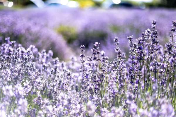 lavender flower