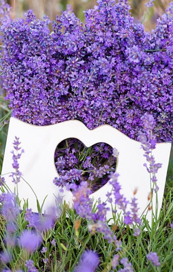 лаванда пурпл